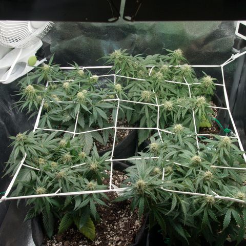 Northern Light Automatic 1 growlog timeline photo