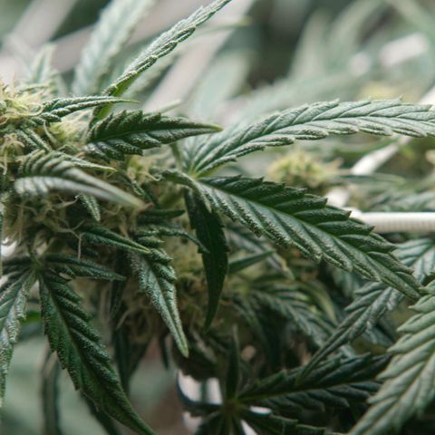 Northern Light Automatic 1 growlog timeline photo