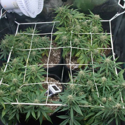 Northern Light Automatic 1 growlog timeline photo