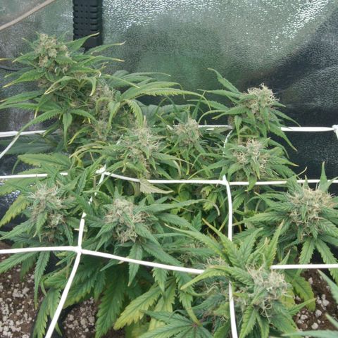 Mimosa Cake Auto growlog timeline photo