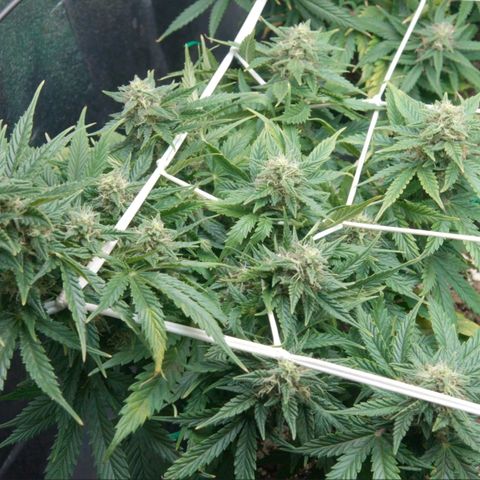 Girl Scout Cookies growlog timeline photo