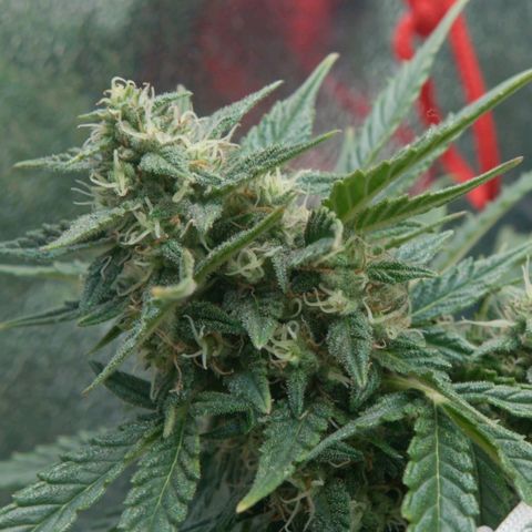 Northern Light Automatic 1 growlog timeline photo