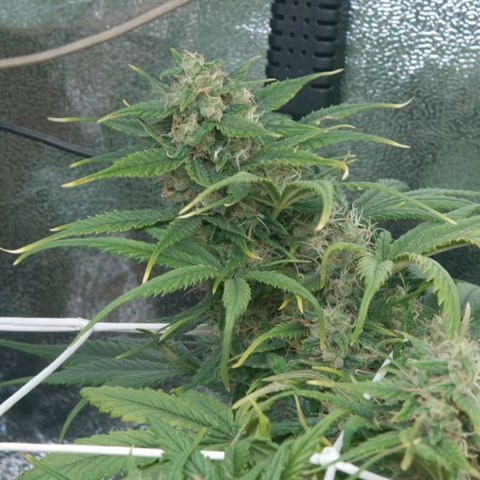 Mimosa Cake Auto growlog timeline photo