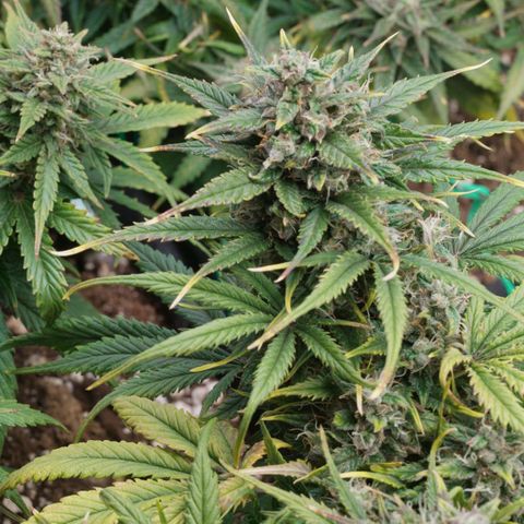 Mimosa Cake Auto growlog timeline photo