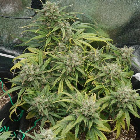 Mimosa Cake Auto growlog timeline photo