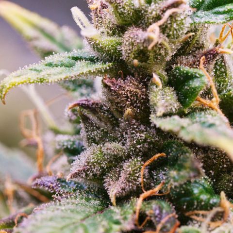 Mimosa Cake Auto growlog timeline photo