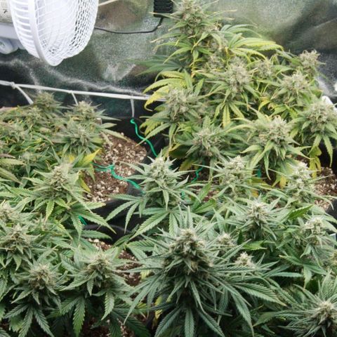 Northern Light Automatic 1 growlog timeline photo