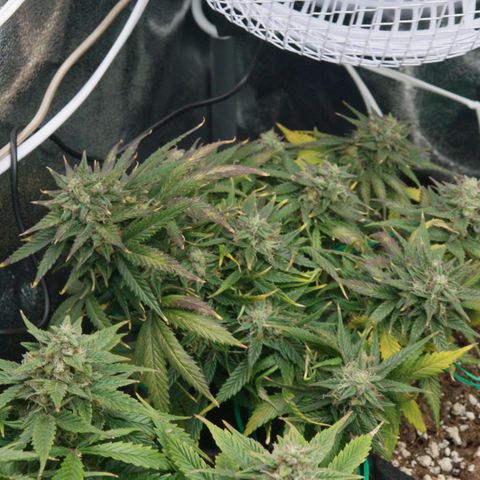 Girl Scout Cookies growlog timeline photo