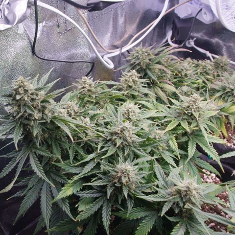 Northern Light Automatic 1 growlog timeline photo