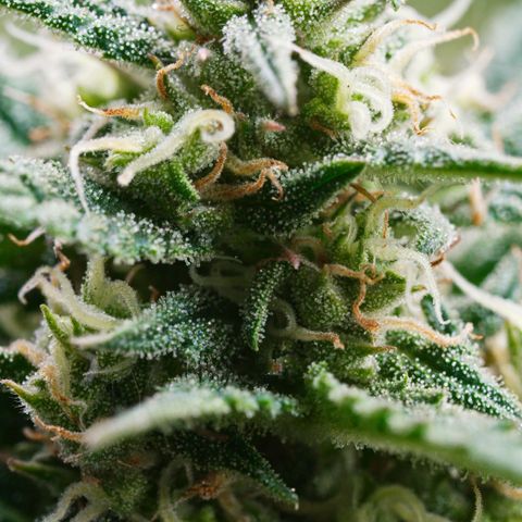 Northern Light Automatic 1 growlog timeline photo