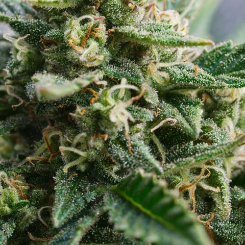 Northern Light Automatic 1 growlog timeline photo