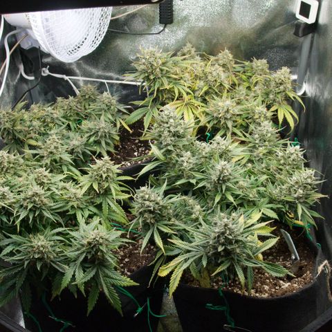 Northern Light Automatic 1 growlog timeline photo