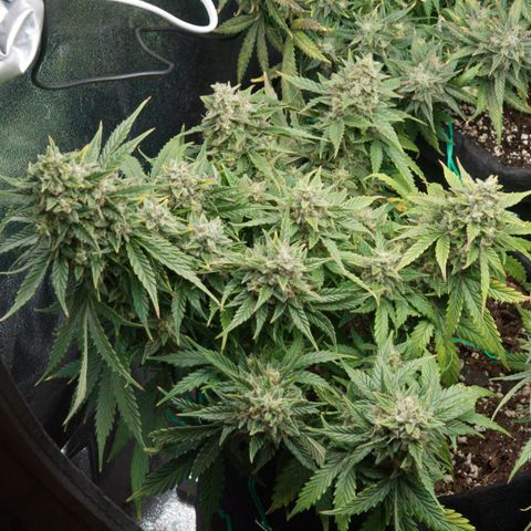 Northern Light Automatic 1 growlog timeline photo