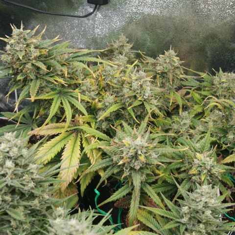 Mimosa Cake Auto growlog timeline photo