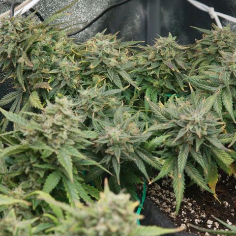 Girl Scout Cookies growlog timeline photo