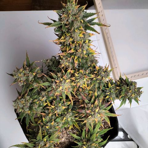 Mimosa Cake Auto growlog timeline photo