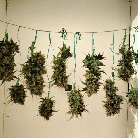 Mimosa Cake Auto growlog timeline photo