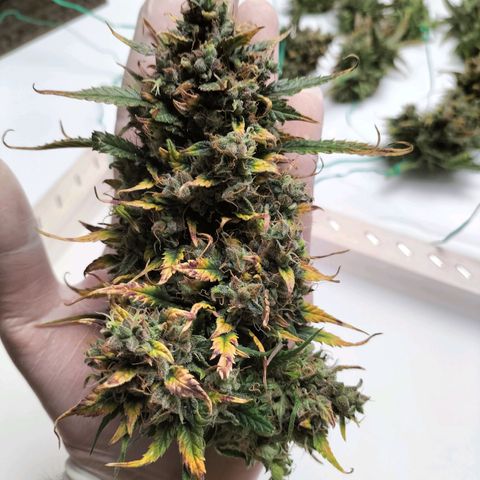 Mimosa Cake Auto growlog timeline photo