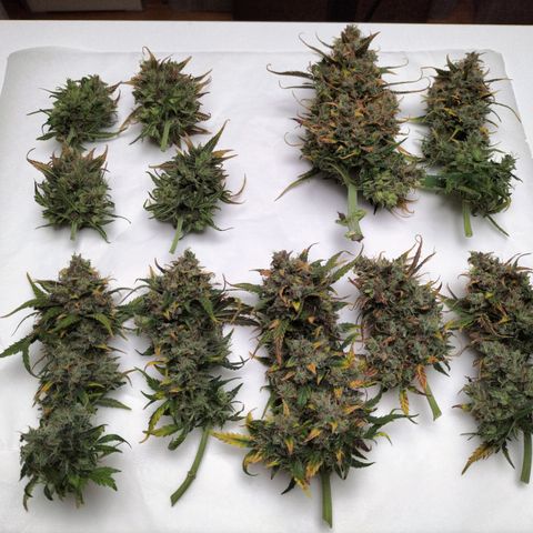 Mimosa Cake Auto growlog timeline photo