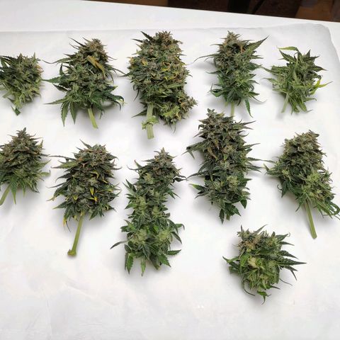 Girl Scout Cookies growlog timeline photo