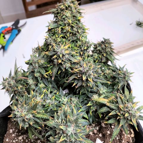 Girl Scout Cookies growlog timeline photo
