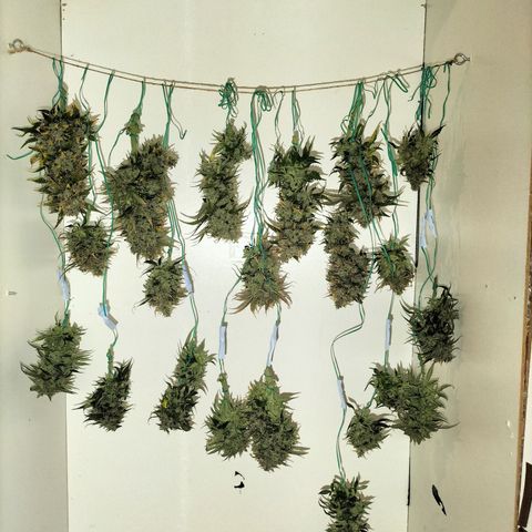 Girl Scout Cookies growlog timeline photo