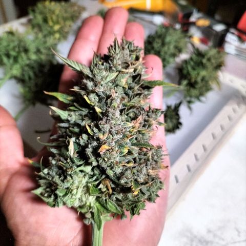 Northern Light Automatic 1 growlog timeline photo