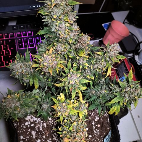 Northern Light Automatic 1 growlog timeline photo