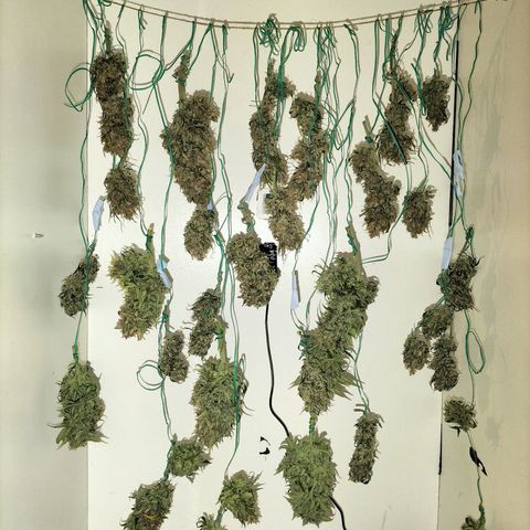 Northern Light Automatic 1 growlog timeline photo