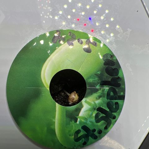 St. Stephen growlog photo: Slower sprouting process, thinking of increasing humidity to promote seedling growth 