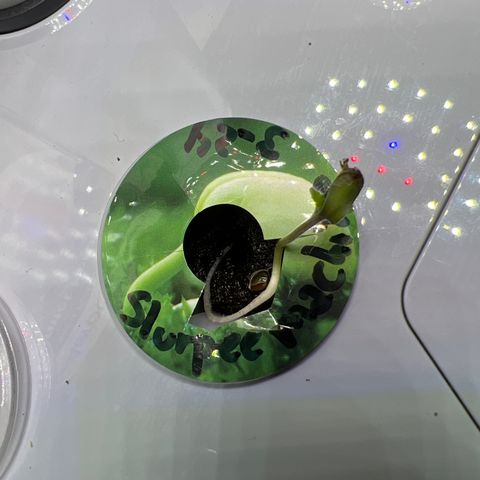Slurpee Machine growlog photo: By far the weirdest sprout I’ve ever seen. Looks like the taproot grew upwards almost. Developing first fan leaves even though first leaves haven’t split open yet. Clear leader of my seedlings in term of growth