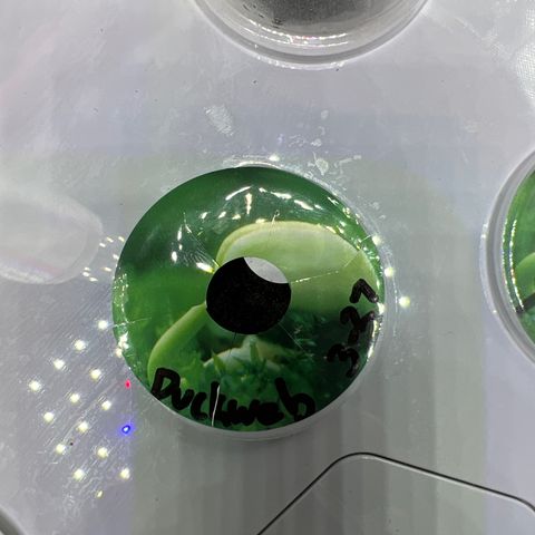 Duckweb growlog photo: Trying germination process with much higher humidity, and with piece of hydro on top of seed hole 