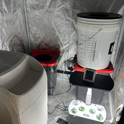 Slurpee Machine growlog photo: Moved into grow tent for more humidity.