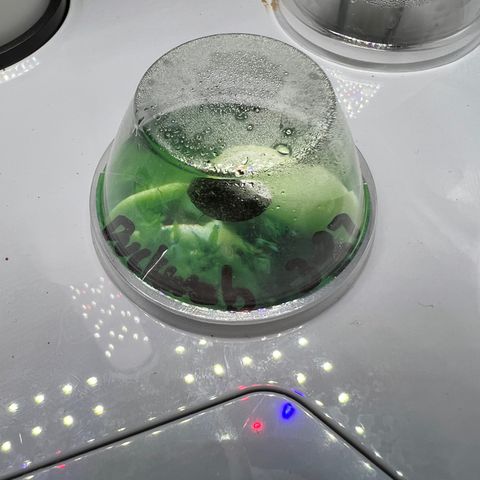 Duckweb growlog photo: Day 3 I pray it’s germinated 