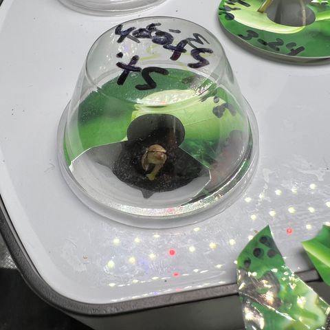 St. Stephen growlog photo: St Steph growing more, hoping to break the seed today. Follow along for my first grow updates