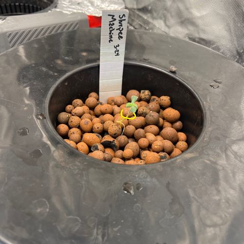Slurpee Machine growlog photo: Hoping stalk strength will improve 
