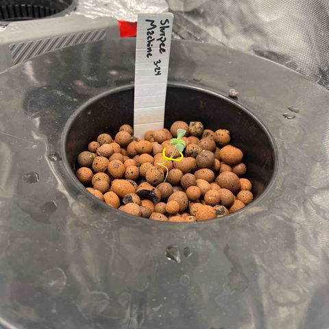 Slurpee Machine growlog timeline photo