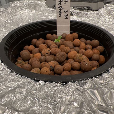 St. Stephen growlog photo: Happy seedling :)