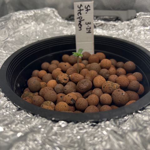 St. Stephen growlog photo: Very straight stalk happy leaves