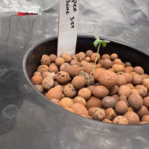 Slurpee Machine growlog photo: Stalk growing twords light and straightening a bit 