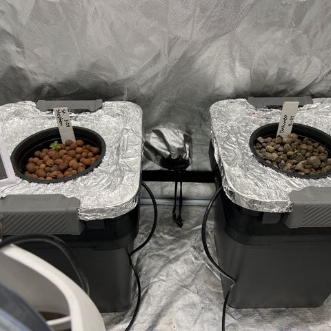 Duckweb growlog timeline photo
