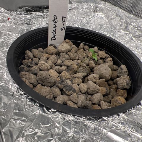 Duckweb growlog photo: Bendy stalk hoping it straightens out 
