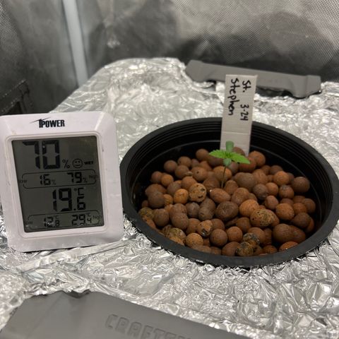 St. Stephen growlog timeline photo
