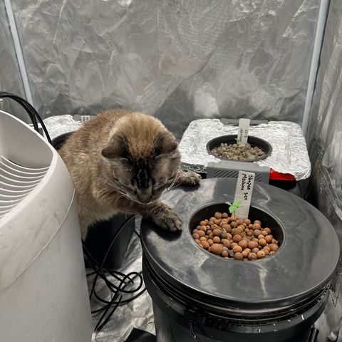 Slurpee Machine growlog photo: Melted my heart 🥲my little grow buddy