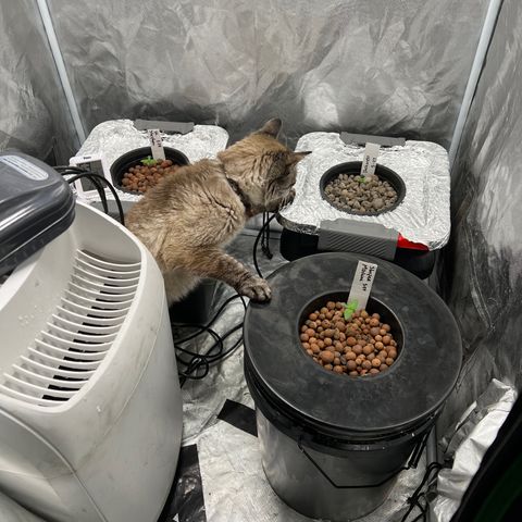 Slurpee Machine growlog photo: Melted my heart 🥲my little grow buddy