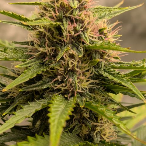 Super Skunk Automatic T3 growlog timeline photo