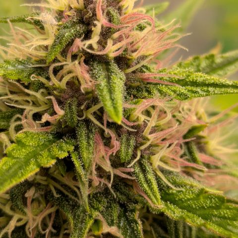 Super Skunk Automatic T3 growlog timeline photo