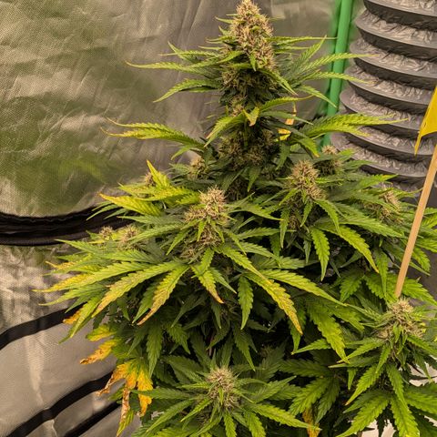 Super Skunk Automatic T3 growlog timeline photo