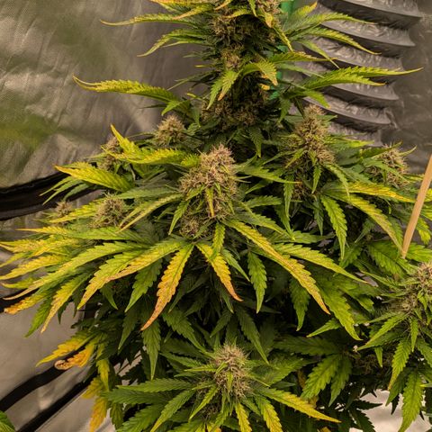 Super Skunk Automatic T3 growlog timeline photo