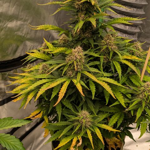 Super Skunk Automatic T3 growlog timeline photo